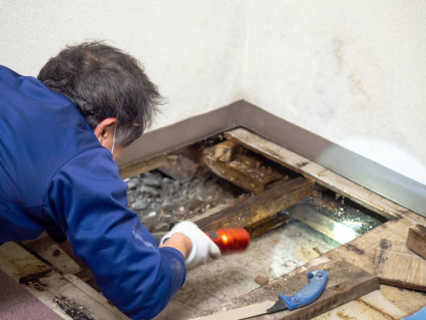 Best Local Mold Removal Service  in Whitehall, MI