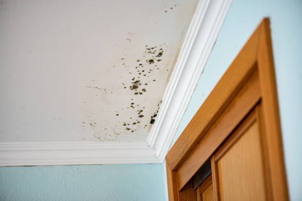 Best Mold Removal Company Near Me  in Whitehall, MI