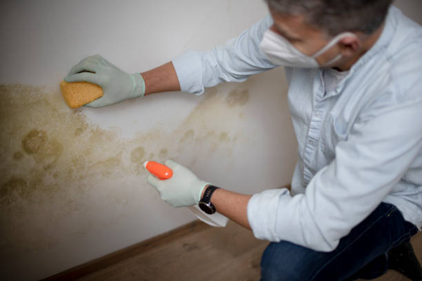 Best Crawl Space Mold Removal  in Whitehall, MI