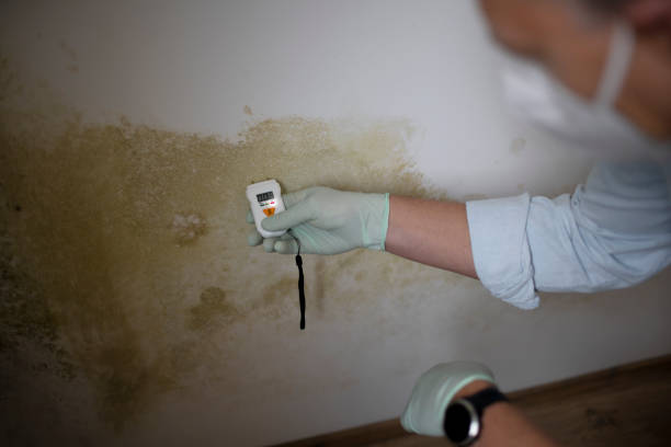 Best Home Mold Removal  in Whitehall, MI