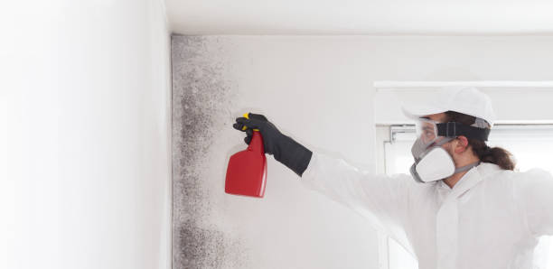 Mold Removal Process in Whitehall, MI