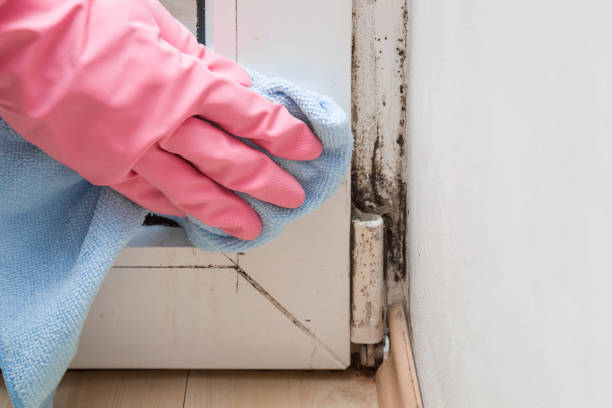 Best Attic Mold Removal  in Whitehall, MI